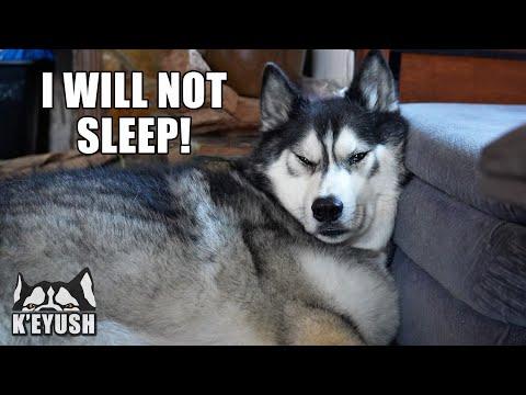 TIRED Husky Tries So Hard NOT to Fall Asleep! #Video