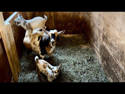 Hop on mom! Goat kids’ favorite game! #Video