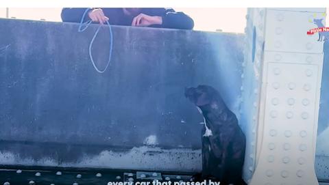 Terrified Dog Rescued from Bridge Finds a Loving Home #Video