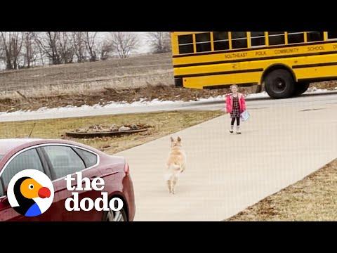 Dog Brings Girl to the School Bus Every Day #Video