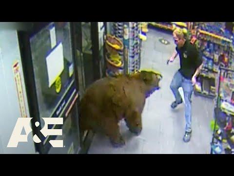 500-POUND Bear REPEATEDLY Steals Candy from Gas Station #Video