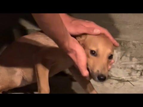 Woman does sweetest thing for bullied dog #Video