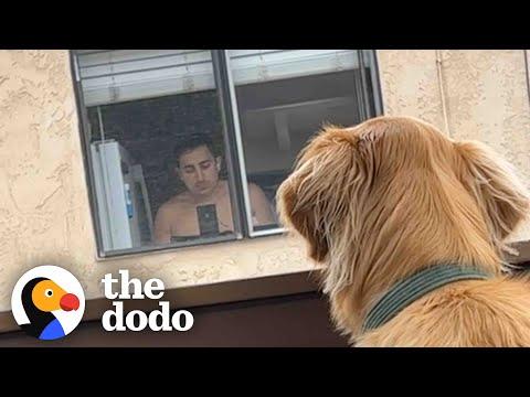 Golden Makes Friends With His Neighbor On The Opposite Balcony #Video
