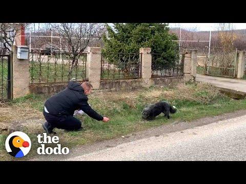 Dog Abandoned On The Road Falls In Love With His Rescuer #Video