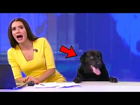Funniest Animal Bloopers On Live TV #Video