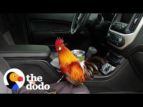 Feathers of Love: The Surprising Bond Between a Rooster and His Chick #Video