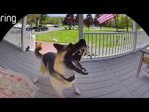 When animals get caught being silly on camera | Funniest ANIMAL Videos #Video