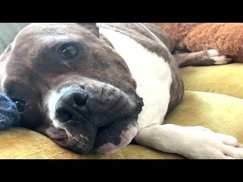 Man does the sweetest thing for disabled dog #Video