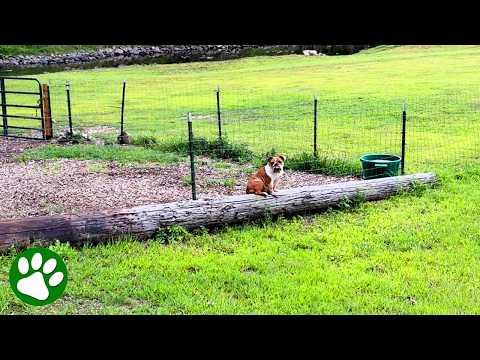 Abandoned Bulldog shows up on farm and asks for help #Video