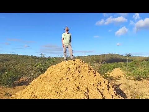 Termites Build Colony Larger Than England. Your Daily Dose Of Internet