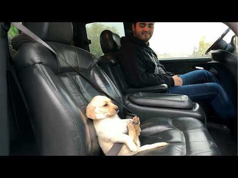 When Dogs Are Imitating Their Human #Video