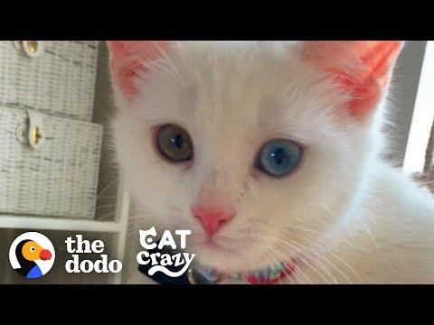 The Stages Of Getting A Second Cat  | The Dodo Cat Crazy
