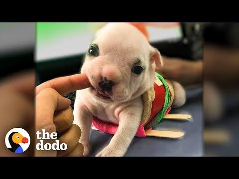 Watch This Teeny Tiny Wobbly Puppy Take Off Running | The Dodo