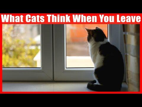 What Do Cats Think When You Leave The House? #Video