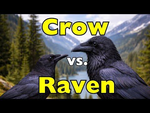 Crow vs Raven: You’ve Been Confusing These Birds Your Whole Life #Video