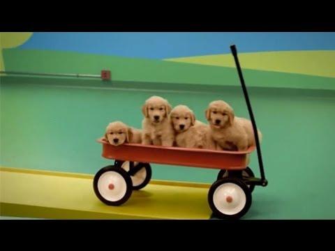 Dog Rube Goldberg Machine #Video