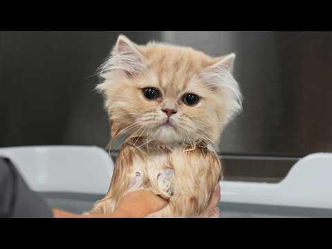 How Is This Kitten Even Real?! #Video