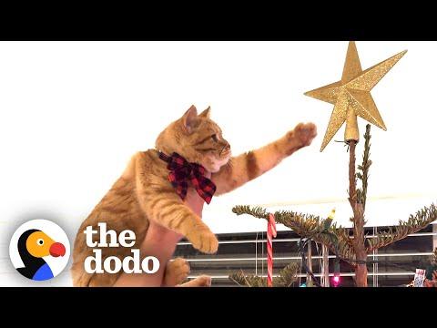 Clingy Kitten Gets To Pick Out Family's Christmas Tree #Video