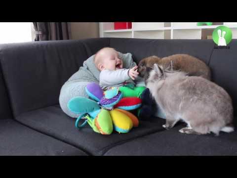 Rabbits make baby laugh video