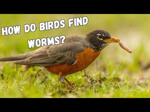 How do birds find worms? #Video