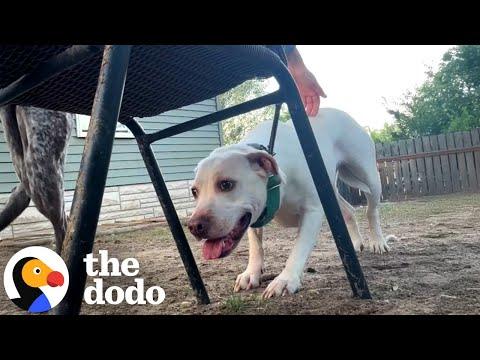 Scared Rescue Dog Who Used to Flinch Finally Feels Safe Enough to Play #Video
