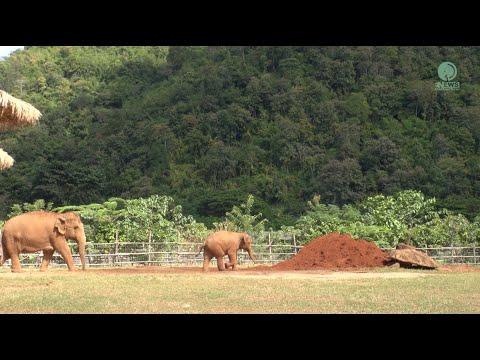 Baby Elephant Wan Mae Can Not Wait To Investigate The New Soil - ElephantNews #Video
