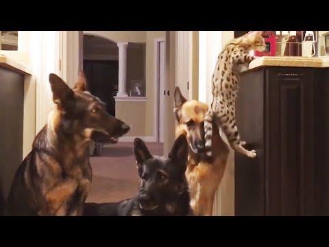Frolicsome Pets - Funny Compilation