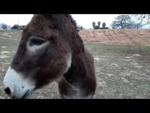 Walter the wonder donkey #Video
