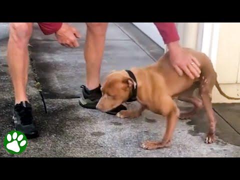 Dog adapted to her disabilities and became the hardest worker #Video