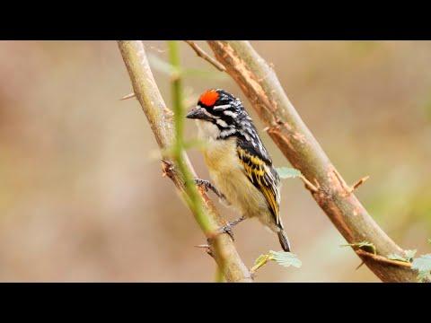Red-fronted Tinkerbird Song #Video