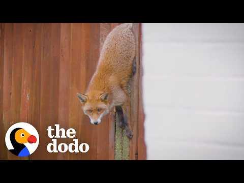 Feisty Fox Stuck On A Fence Gets A Second Chance In The Wild #Video
