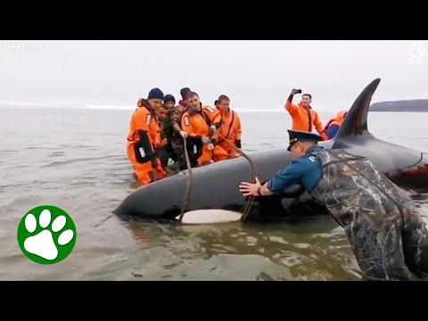 Stranded mama killer whale saved just in time #Video