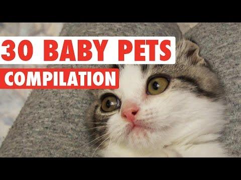 Top 30 Adorable Baby Pets Video Compilation 2016