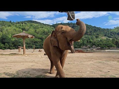 The Gentle Giant Who Plays Like a Child - ElephantNews #Video