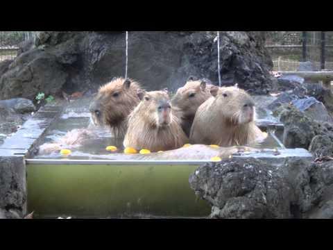 Capybara Hot Tub