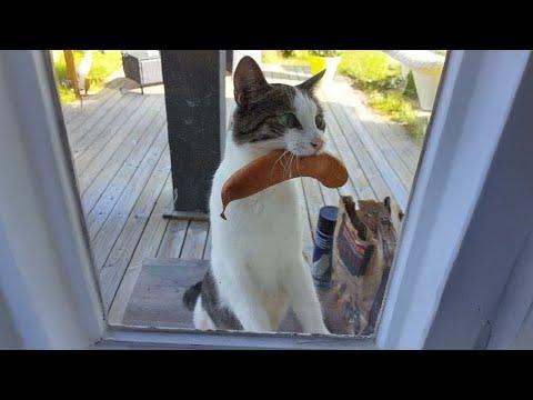 When your Cat bring you a little 'surprise' #Video