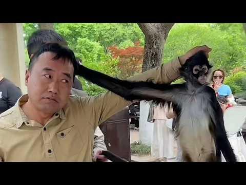 Animals Are The FUNNIEST Part of The Internet #Video