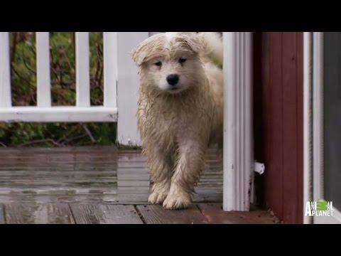 Playtime With Dad Equals Soggy Samoyeds | Too Cute!