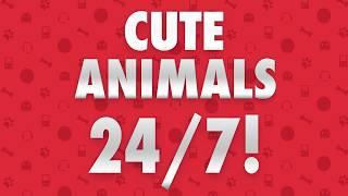 We're Now On Twitch! Funny Animal Videos 24/7