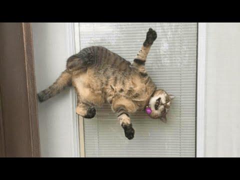 No One Defeats a Cat | Funniest Cat Videos 2025 #Video