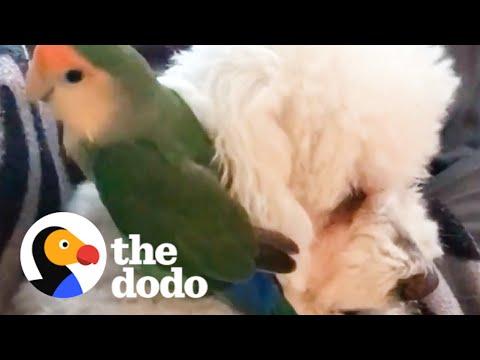 Lovebird Rides His Dog Sister Around The House #Video
