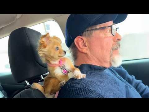 When Puppies Are Being Total Little Humans #Video