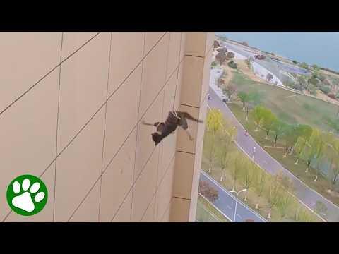 Fearless Women Rescue Cat from Rooftop Edge #Video