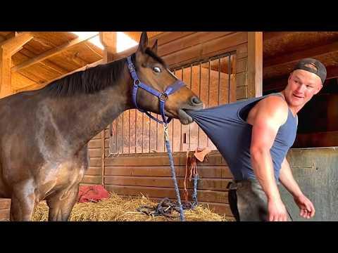 These Silly Horses Decide to Become Comedians for a Day #Video