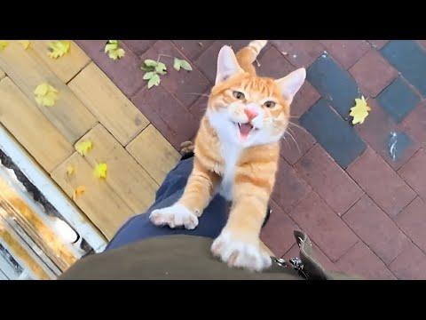 Proof the cat distribution system is REAL! #Video