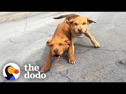 Woman Stops While Driving Home As She Spots Two Stray Puppies #Video