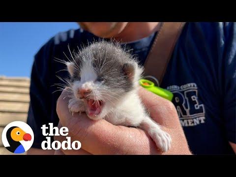 Because Of Course Firefighters Save Kittens Too #Video