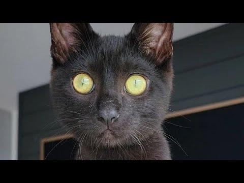 I adopted a black cat because many people don't like them #Video