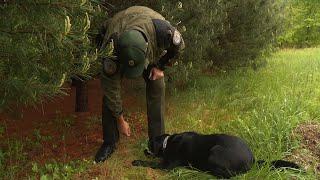 Watch A Police Search Dog Sniff Out A Shotgun Shell In The Woods