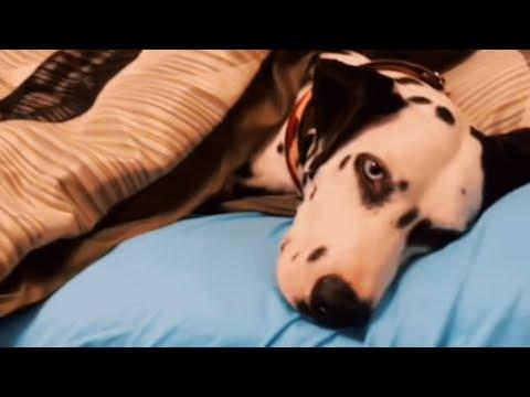 Sweetest shelter dog kept getting returned because he's deaf #Video